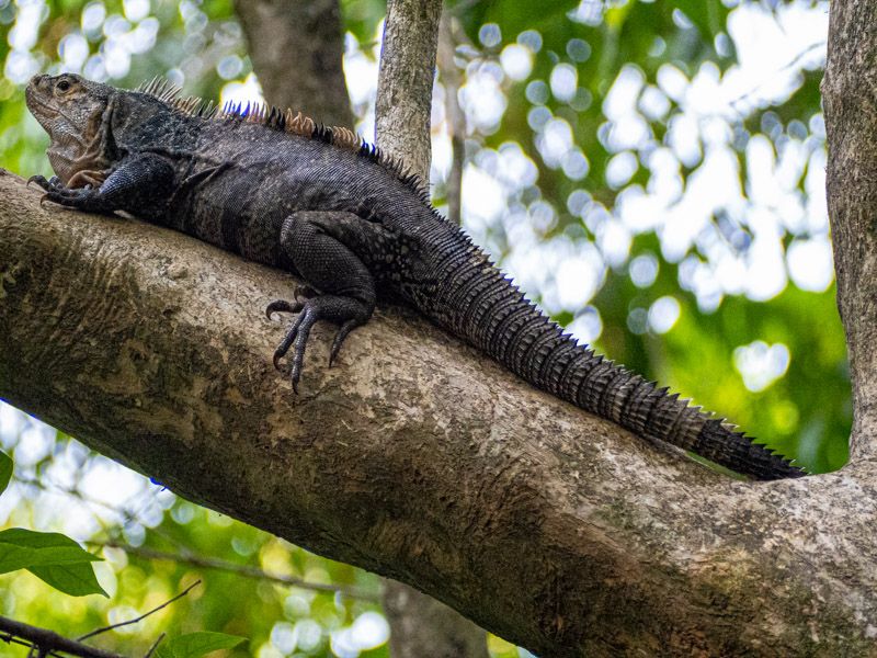 Viaje a Costa Rica por libre: Iguana en Manuel Antonio