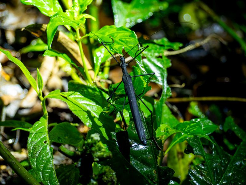 Viaje a Costa Rica por libre: Insecto Palo en Monteverde