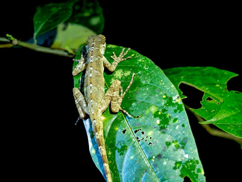 Viaje a Costa Rica por libre: Lagarto anolis en Monteverde