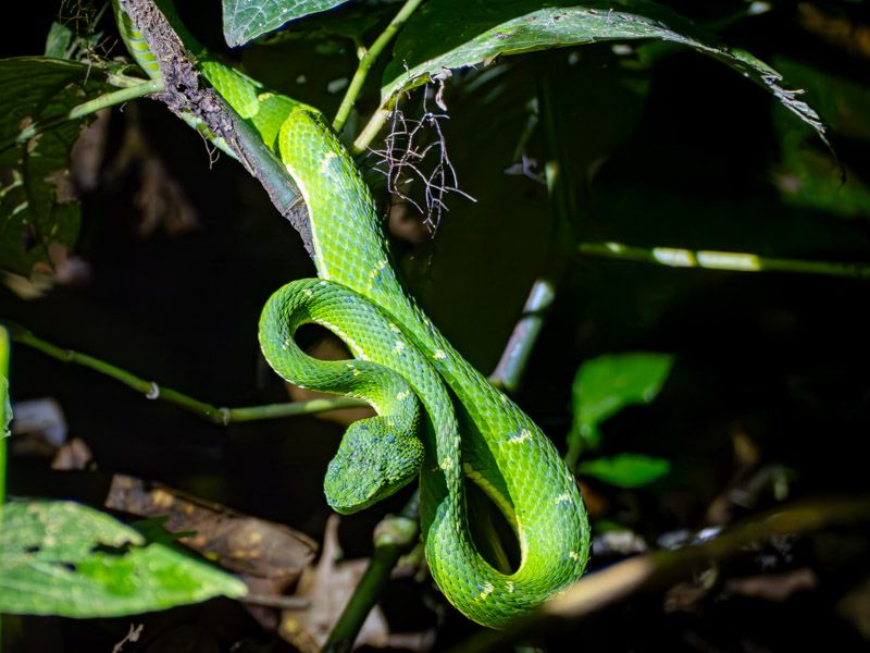 Viaje a Costa Rica por libre: Lora venenosa en Monteverde