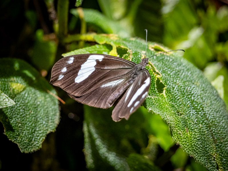 Viaje a Costa Rica por libre: Mariposa en Monteverde