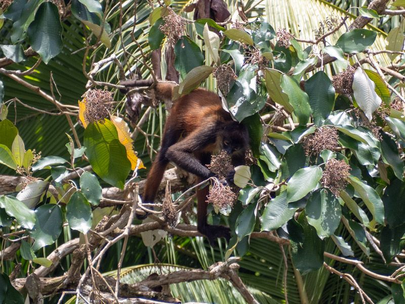 Viaje a Costa Rica por libre: Mono Araña