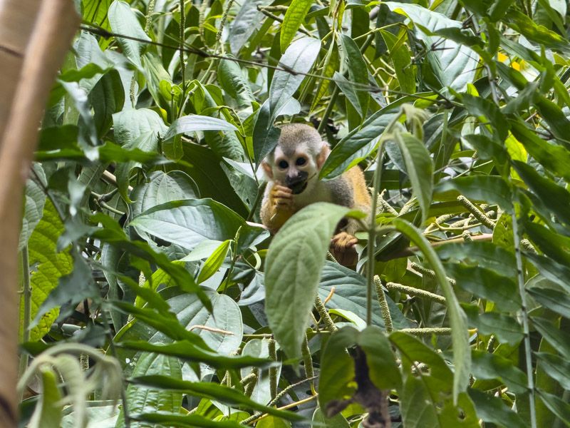 Viaje a Costa Rica por libre: Mono ardilla en Manuel Antonio