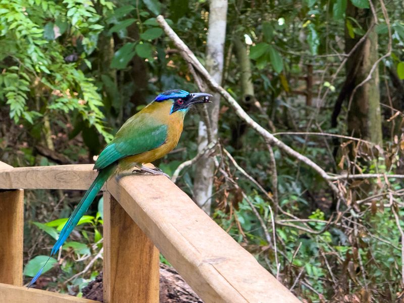 Viaje a Costa Rica por libre: Pájaro Momoto en Manuel Antonio