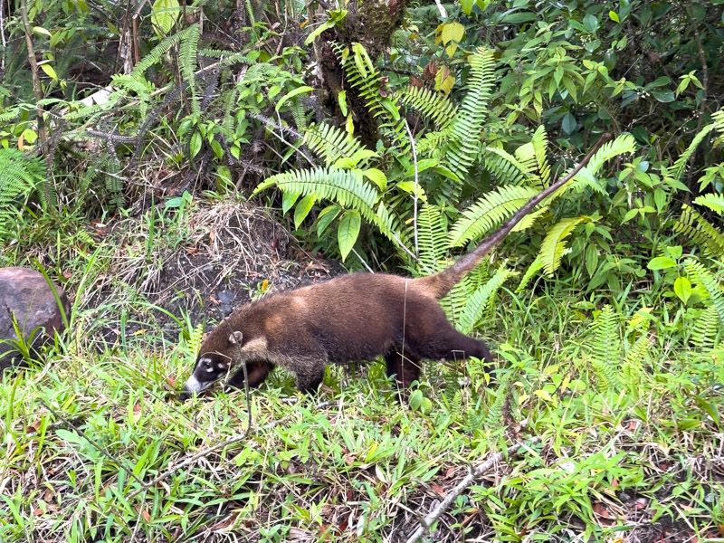 Viaje a Costa Rica por libre: Pizote en el Volcán Arenal