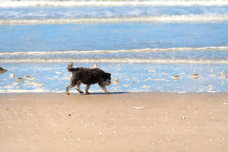 Playa canina Punta Umbría, otra de las playas para perros en Huelva