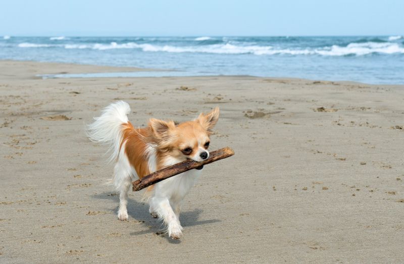 Playas para perros en Alicante: esto es lo MÁS importante que tienes que saber