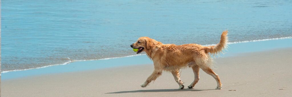 Playas para perros en Huelva 2025 8 MEJORES y planes EXTRA
