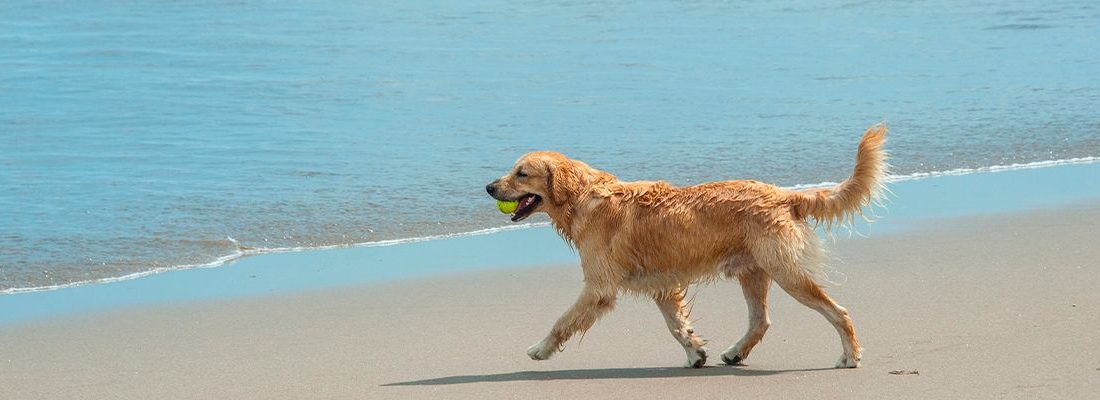 ▷ Playas para perros en Huelva 2026: 8 MEJORES + planes extra