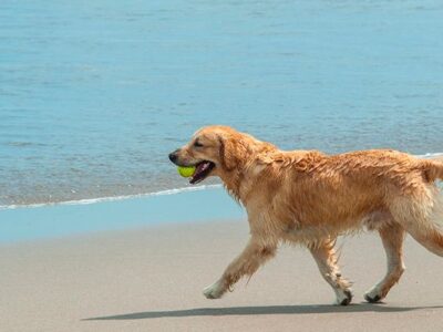 ▷ Playas para perros en Huelva 2025: 8 MEJORES + planes EXTRA