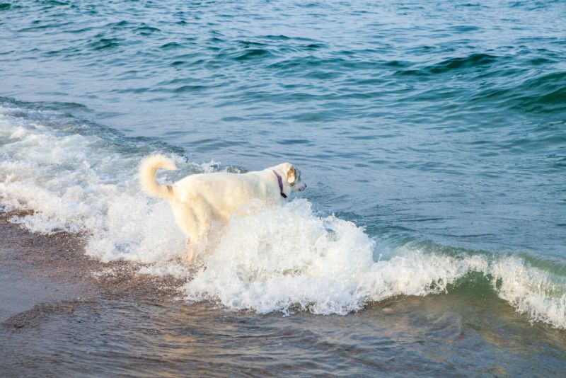 Playas El Vigía y La Estrella, de las playas para perros en Huelva para correr, socializar y disfrutar sin prisas