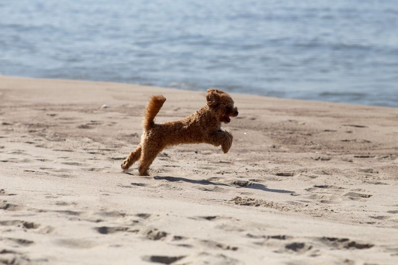 Playa de Nueva Umbría, una de las playas para perros en Huelva de arena fina y libertad peluda