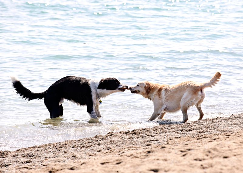 Playa de Icona Pesmar, una de las playas para perros en Huelva para chapotear