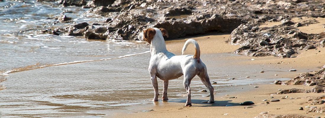 ▷ Playas para perros en Málaga 2026: 8 MEJORES + planes extra