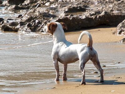 ▷ Playas para perros en Málaga 2025: 8 MEJORES + planes EXTRA