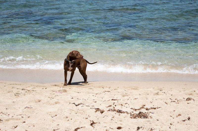 El Pinillo es otra de las playas para perros en Málaga