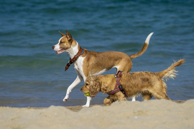 Playas para perros en Málaga: Playa Ventura del Mar es una playa canina en Marbella