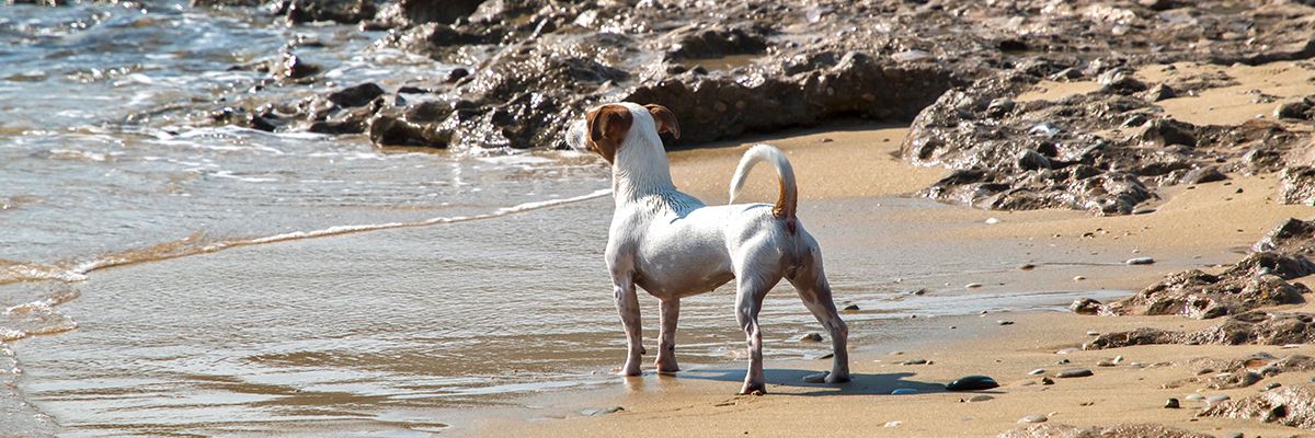 ▷ Playas para perros en Málaga 2025: 8 MEJORES + planes EXTRA