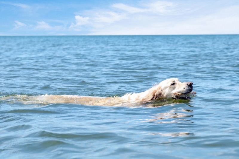 Playa de Matalascañas, una de las playas para perros en Huelva con un kilómetro de libertad canina