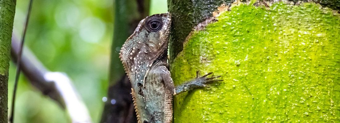 ▷ Qué ver en Costa Rica: 20 imprescindibles + mapas + itinerarios