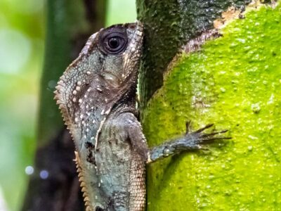 ▷ Qué ver en Costa Rica: 20 IMPRESCINDIBLES + MAPAS + ITINERARIOS