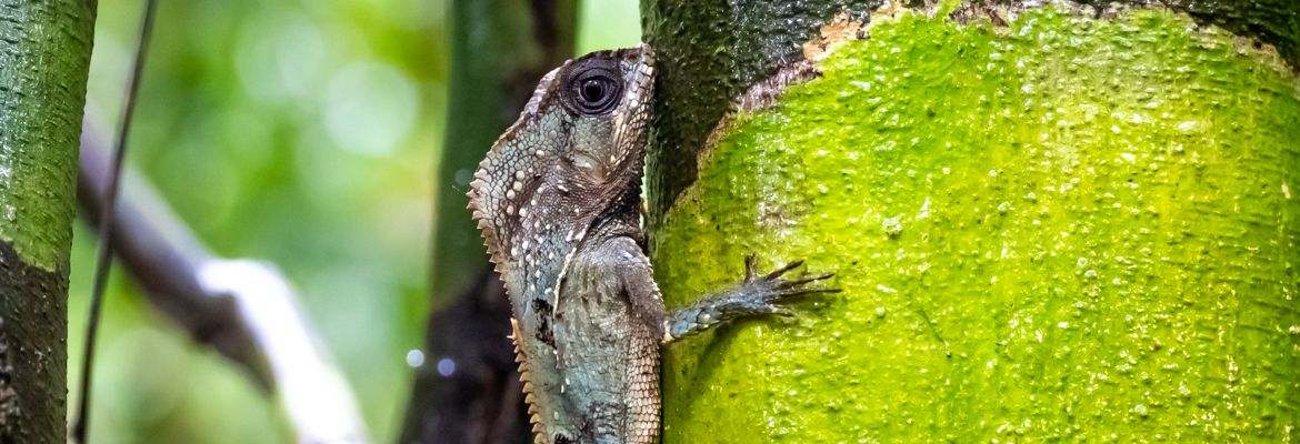 ▷ Qué ver en Costa Rica: 20 IMPRESCINDIBLES + MAPAS + ITINERARIOS