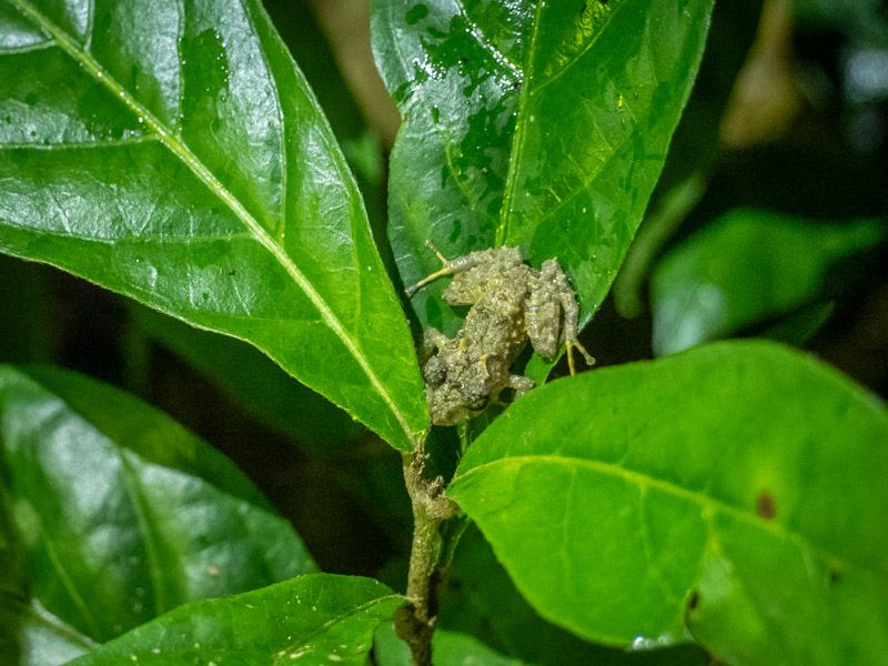 Viaje a Costa Rica por libre: Rana mutable en Monteverde