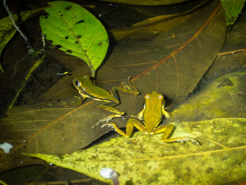 Viaje a Costa Rica por libre: Ranas trepadoras en Monteverde