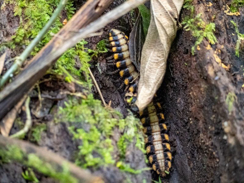 Viaje a Costa Rica por libre: Milpiés