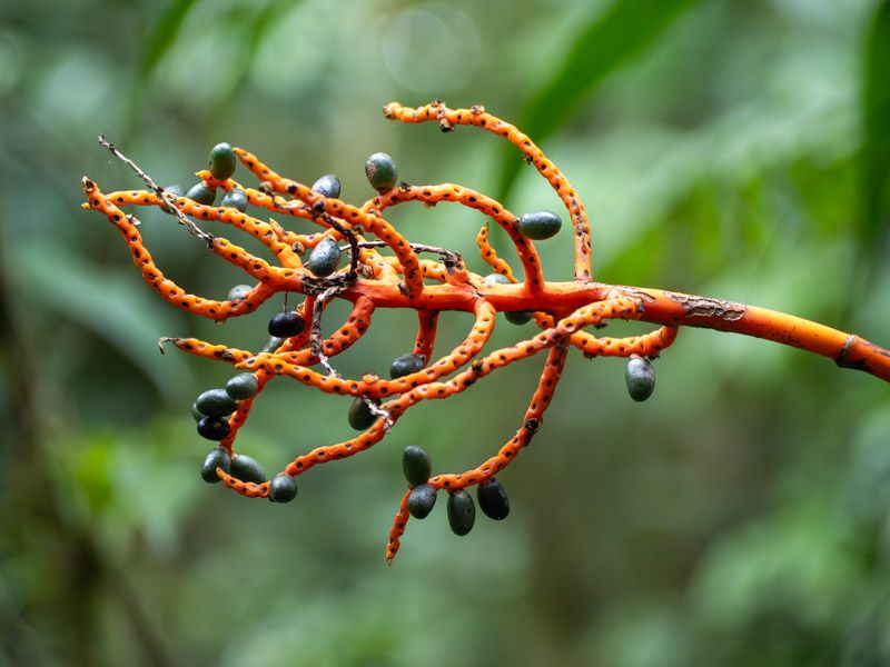 Viaje a Costa Rica por libre: Prestoea