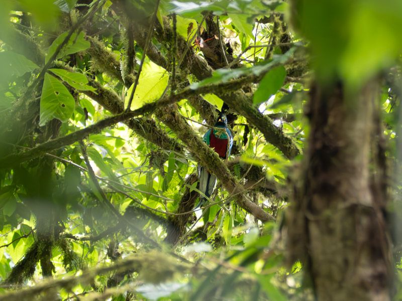 Viaje a Costa Rica por libre: Quetzal