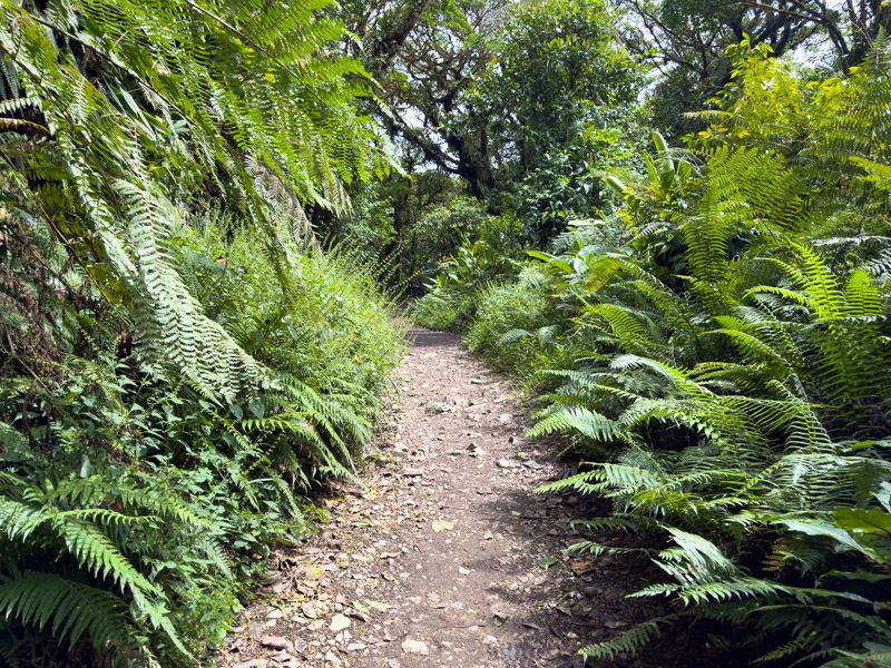 Viaje a Costa Rica por libre: Sendero