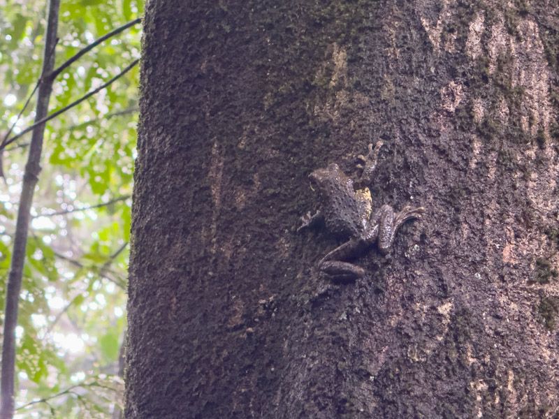 Viaje a Costa Rica por libre: Sapo en el Corcovado