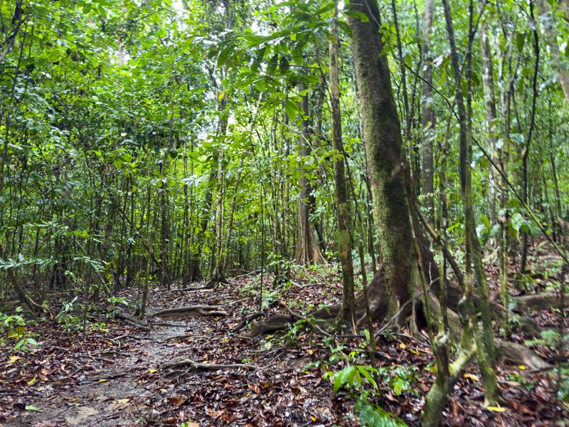 Viaje a Costa Rica por libre: Sendero del Corcovado