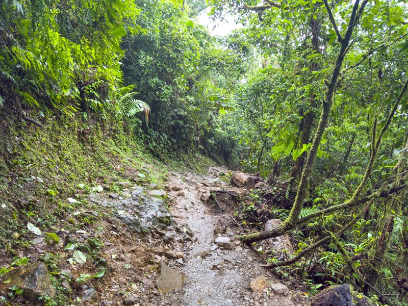 Viaje a Costa Rica por libre: Sendero en el PN Volcán Tenorio