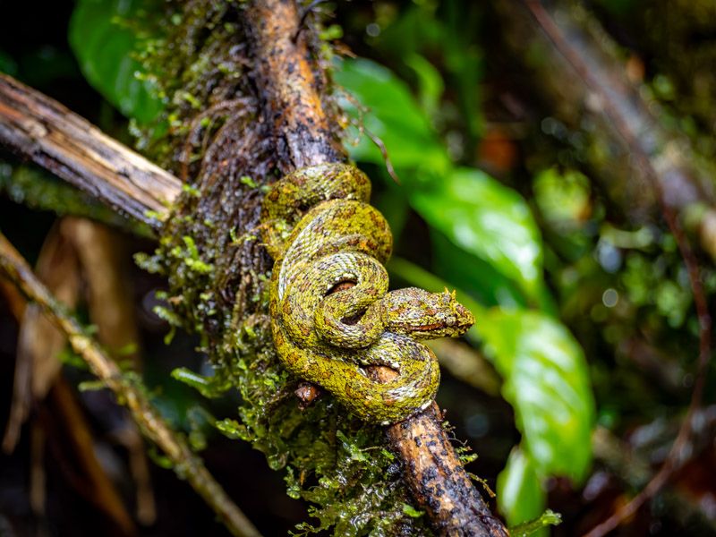 Viaje a Costa Rica por libre: Serpiente Toboba de árbol