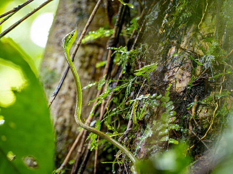 Viaje a Costa Rica por libre: Culebrilla Verde