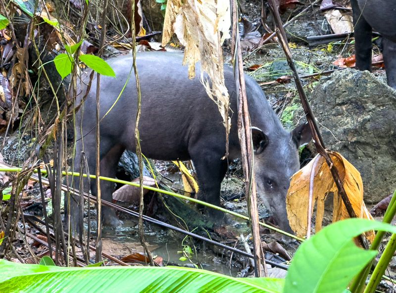 Viaje a Costa Rica por libre: Tapir en el PN de Corcovado