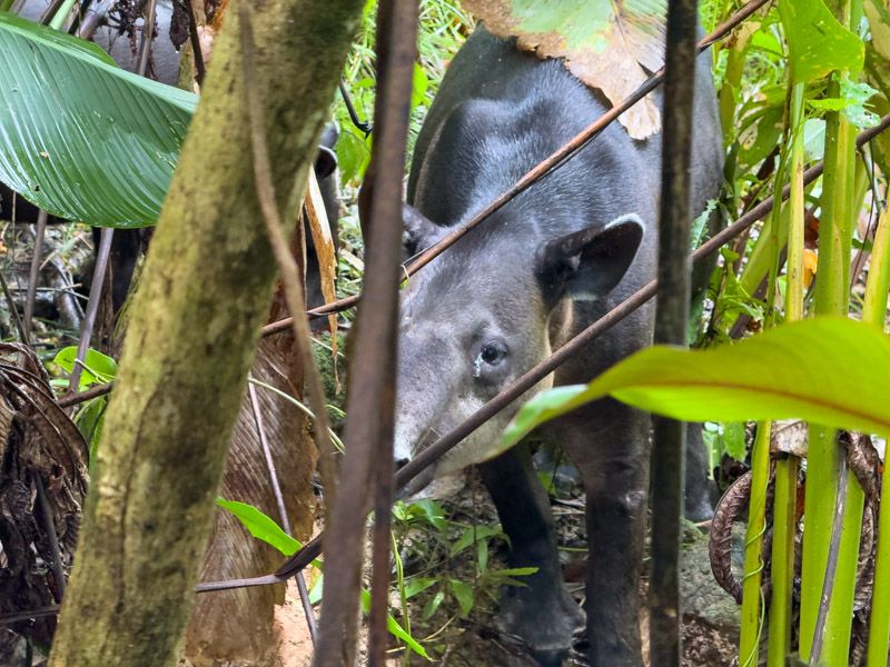 Viaje a Costa Rica por libre: Tapir en el PN de Corcovado