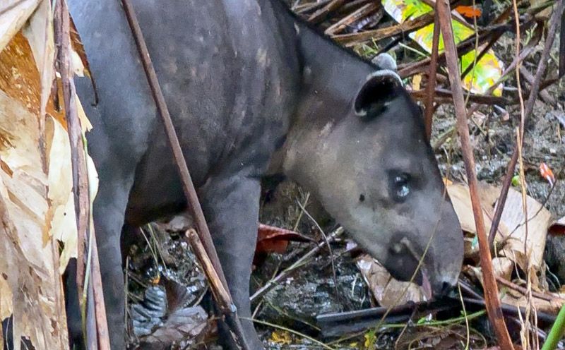 Viaje a Costa Rica por libre: Tapir en el PN de Corcovado