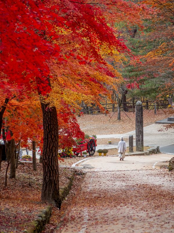 Viaje a Corea del Sur por libre: ¿cuál es la mejor época para viajar a Corea del Sur?