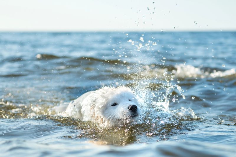 Cala Blanca, de las playas para perros en Mallorca ideal para nadar