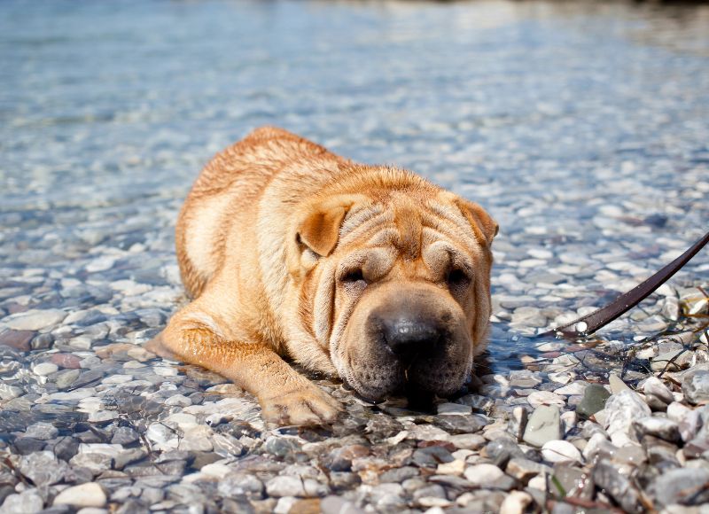 Cala dels Gats, otra de las playas para perros en Mallorca