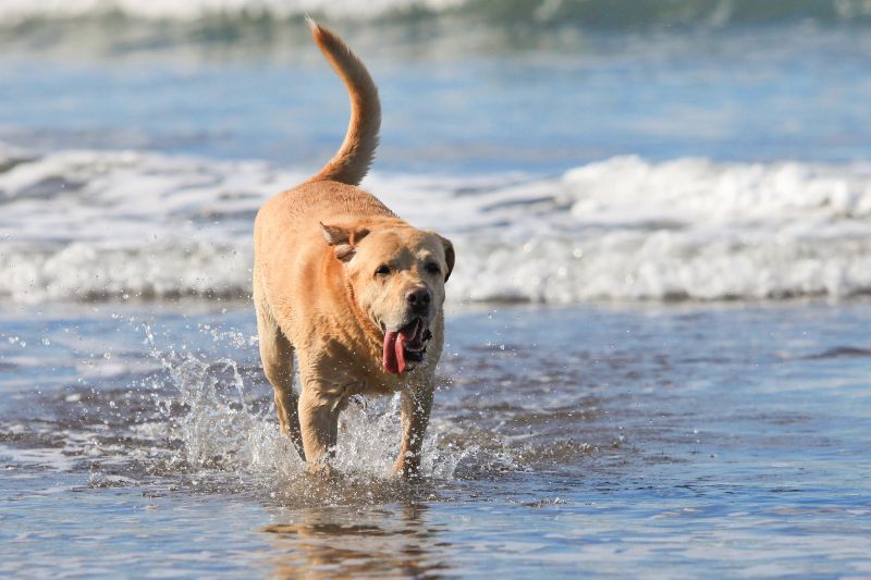 Playa de Es Carnatge, de las playas para perros en Mallorca si buscas tranquilidad cerca de Palma
