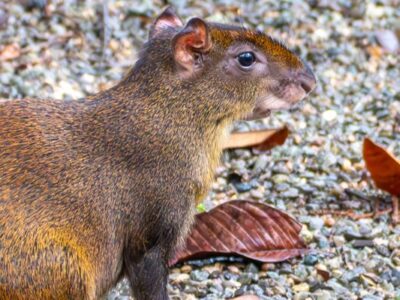 ▷ ¿Cuál es la mejor época para viajar a Costa Rica? 3 claves para ahorrar y no pasarte el viaje empapado/a