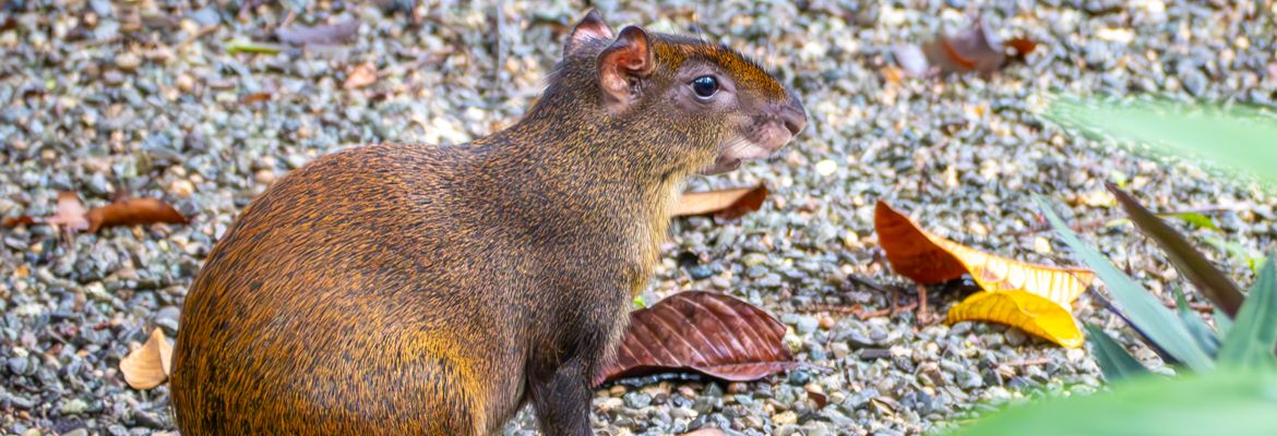 ▷ ¿Cuál es la mejor época para viajar a Costa Rica? 3 claves para ahorrar y no pasarte el viaje empapado/a