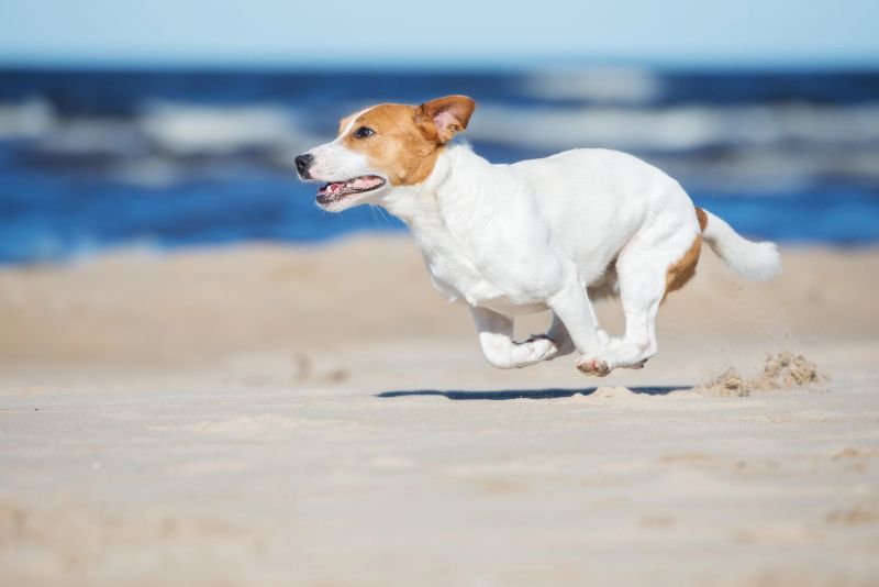 Playa A Calzoa, Vigo: otra de las playas para perros en Vigo
