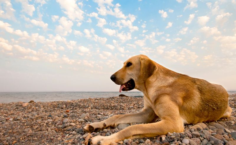 Playa de Llenaire, de las playas para perros en Mallorca donde ver atardecer con las patas mojadas