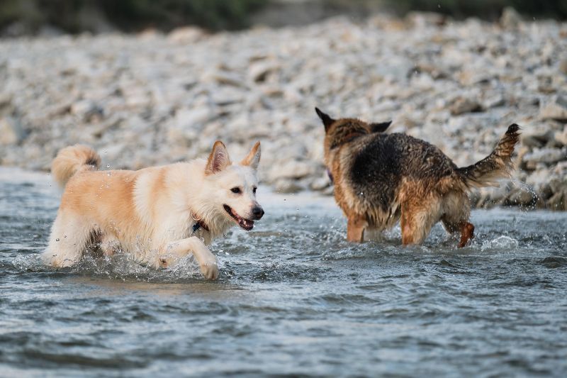 Playa Punta des Marroig, otra de las playas para perros en Mallorca