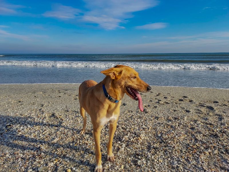 Playa de Na Patana, de las playas para perros en Mallorca más salvajes y naturales para lucir pelos mojados